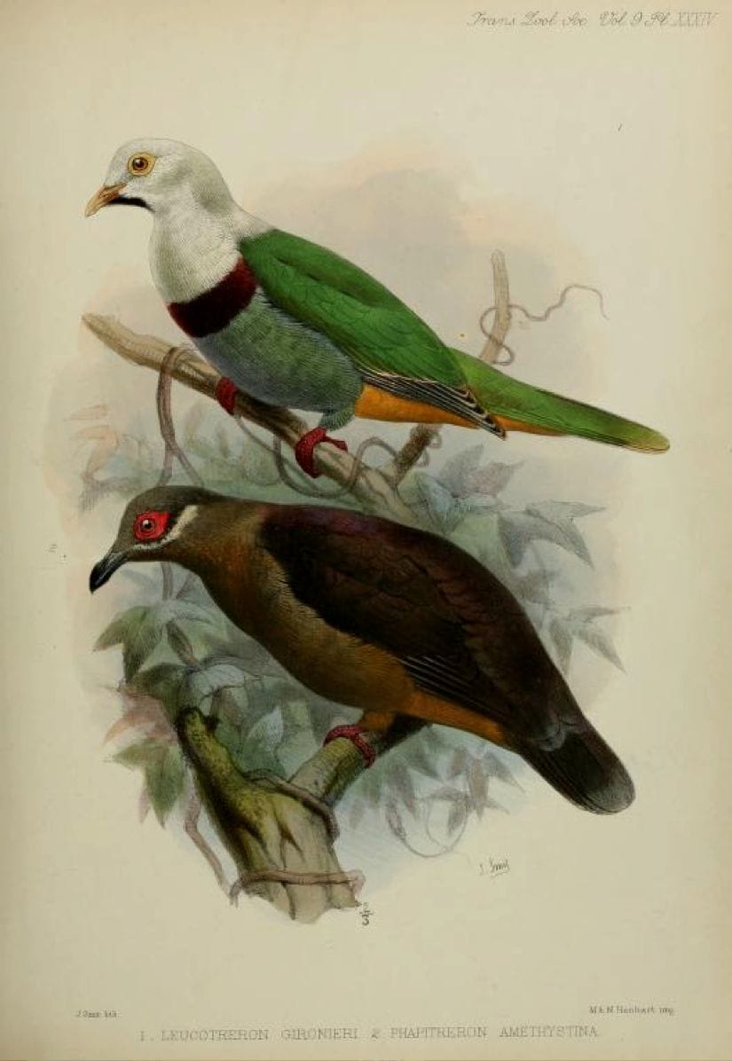 Walden’s A List of Birds known to inhabit the Philippine Archipelago (1875): Black-chinned Fruit Dove and Amethyst Brown Dove
