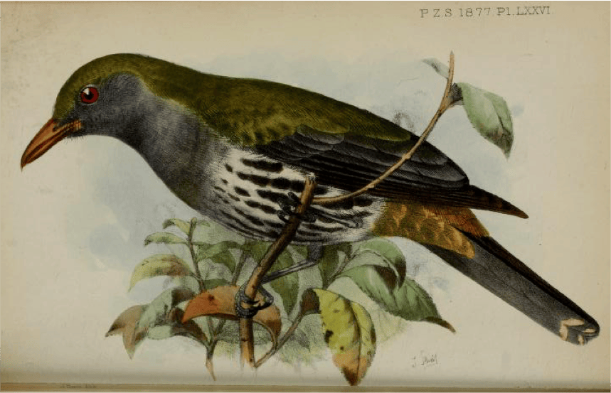 Walden’s On the Collection made by Everett in the Island of Zebu (1877): Philippine Oriole