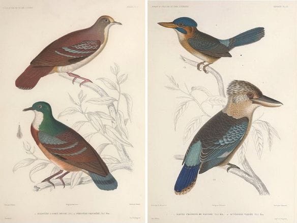 Hombron and Jacquinot (1853): (bottom left) Mindanao Bleeding-heart; (top right) Blue-capped Wood Kingfisher
