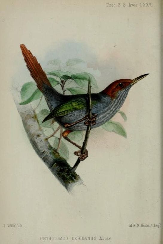 Frederic Moore, PZS (1854): Grey-backed tailorbird