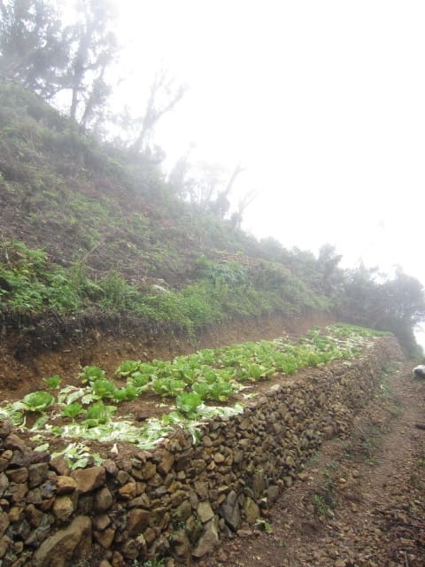 forests being replaced by vegetable patches