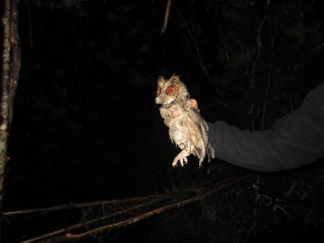 Philippine Scops Owl