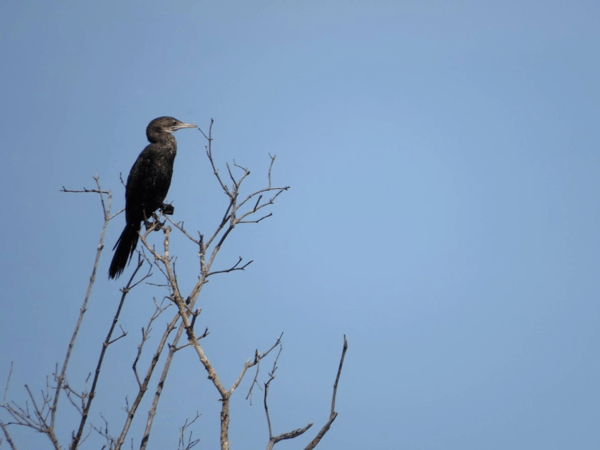 Indian Cormorant. Photo by Mike Lu