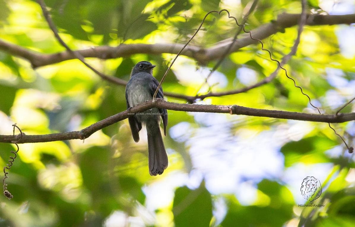 Visayan Blue Fantail Rhipidura samarensis by Michael Anton