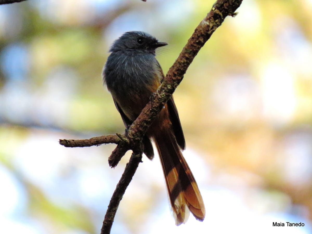 Blue-headed Fantail