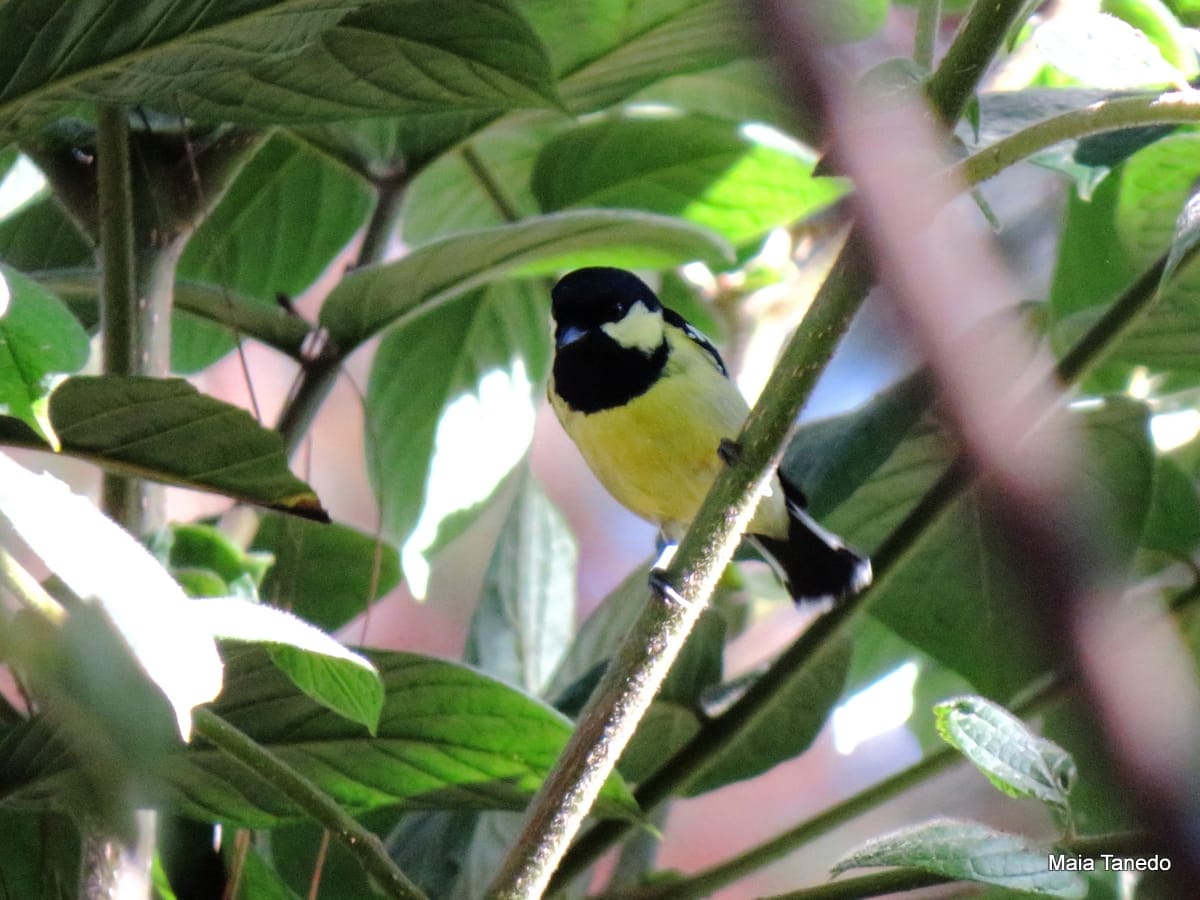 Elegant Tit. They would be our constant companion throughout our stay.