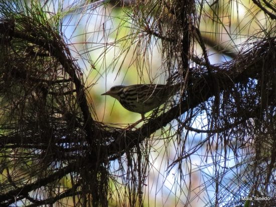 Olive-backed Pipit Challenging to photograph as they kept walking around!