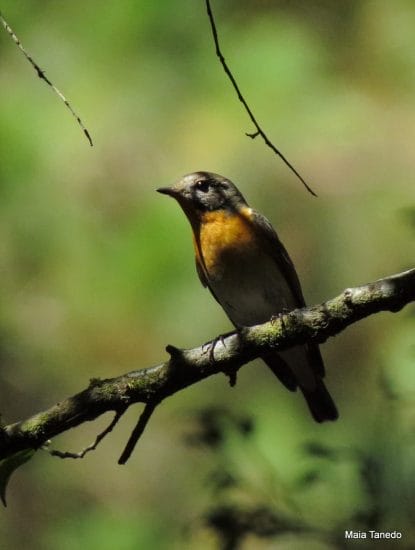 Mugimaki Flycatcher I feel very lucky to have seen this one =)