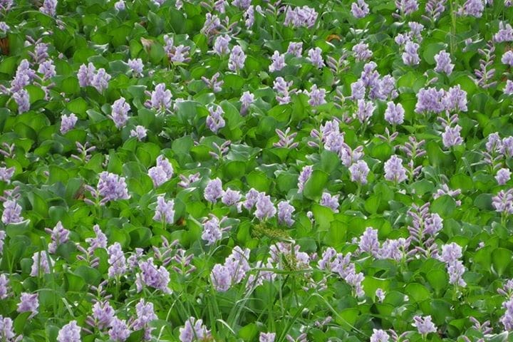 10391432_10152769065624160_6361447599786278181_n