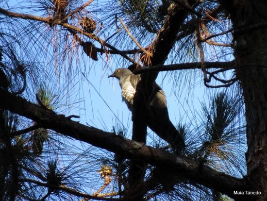 Oriental/Himalayan Cuckoo. Sadly, it did not call to be properly identified.