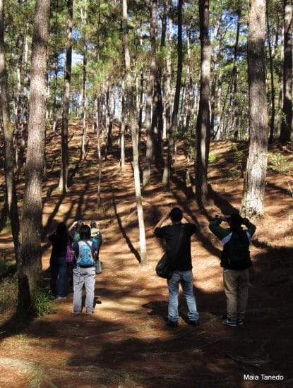 Guided trip participants birding in the Eco Trail.