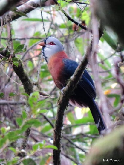 Scale-feathered Malkoha. Awesome lifer for first-time birders! 