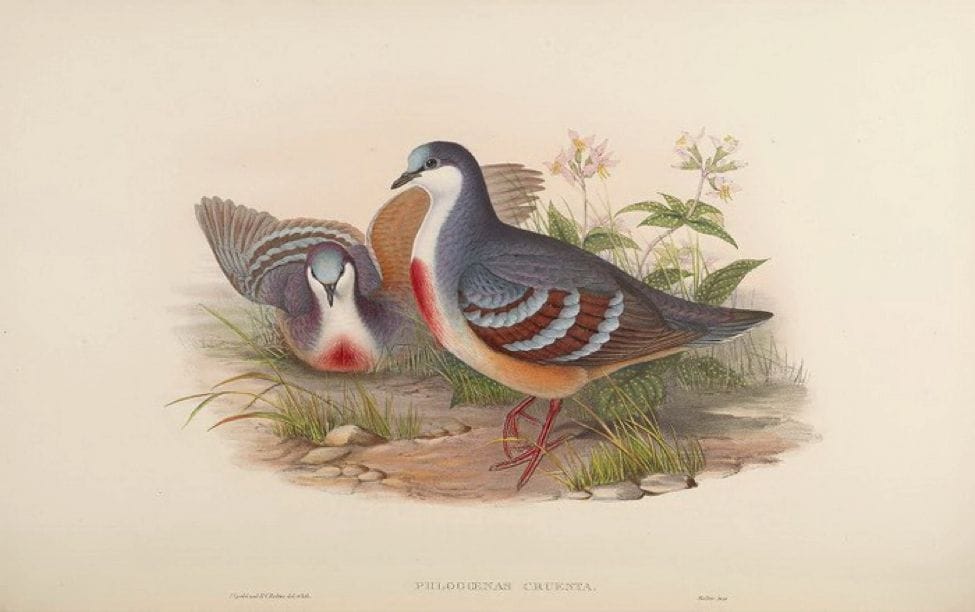Gould’s Birds of Asia (1883): Luzon Bleeding Heart