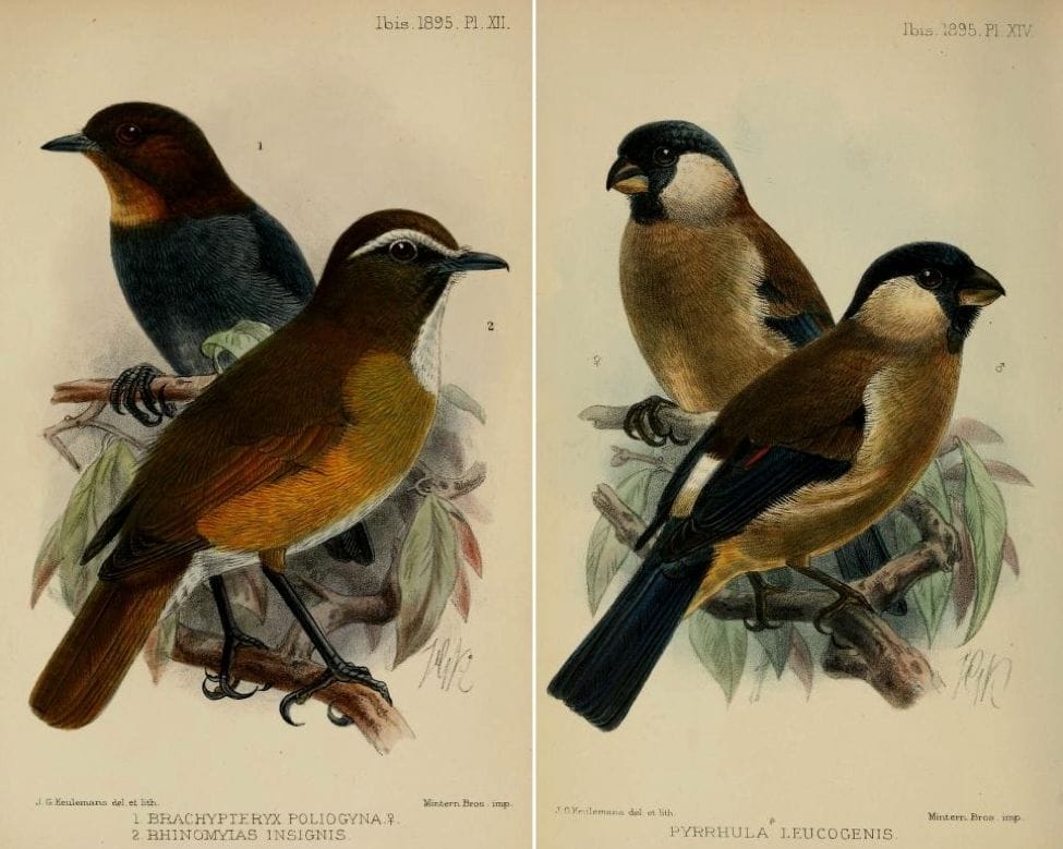 Ogilvie-Grant in The Ibis (1895): White-browed (Luzon) Jungle Flycatcher, White-browed Shortwing, and (right) White-cheeked Bullfinch