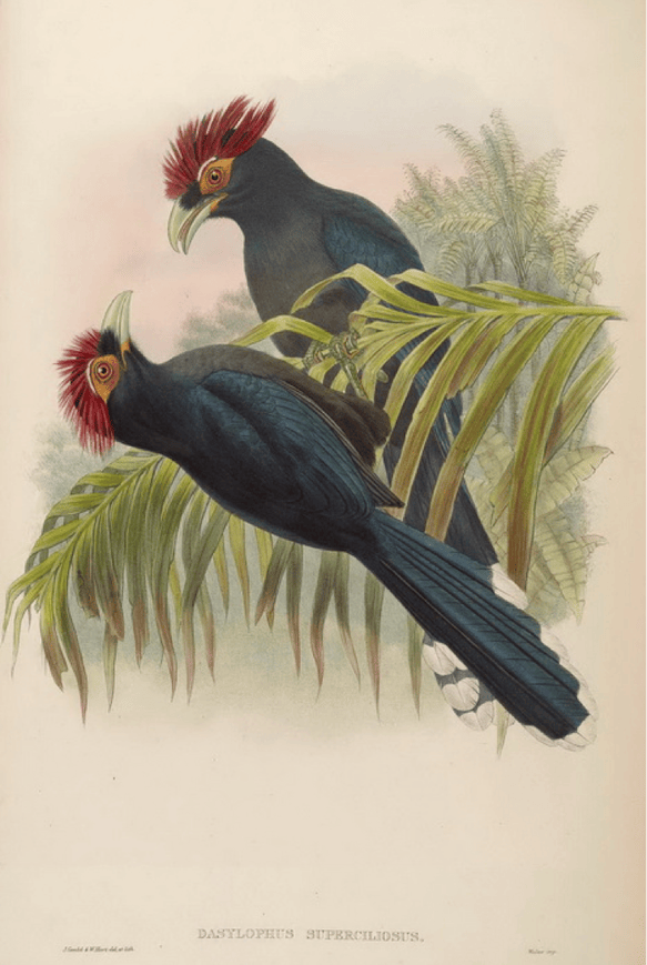 Gould’s Birds of Asia (1883): Rough-crested Malkoha