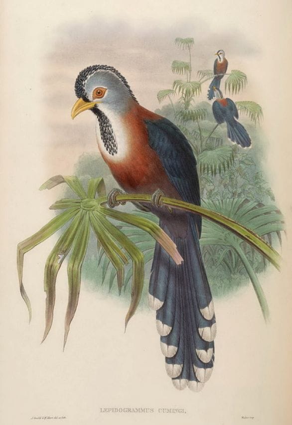 Gould’s Birds of Asia (1883): Scale-feathered Malkoha