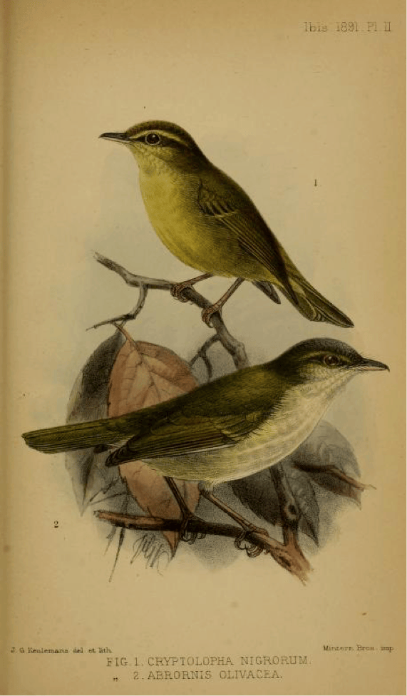 Moseley’s Descriptions of two new Species of Flycatchers from the Island of Negros (1891): Negros Leaf Warbler and Philippine Leaf Warbler