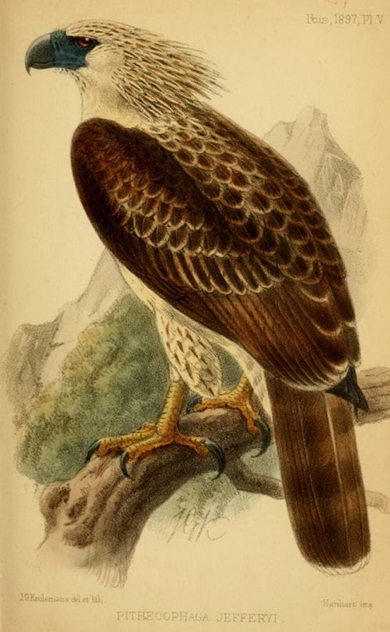 Ogilvie-Grant in The Ibis (1897): Philippine Eagle