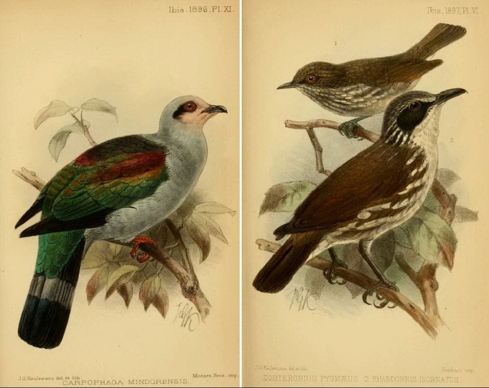 Ogilvie-Grant in The Ibis (1896 and 1897): Mindoro Imperial Pigeon and Stripe-breasted Rhabdornis