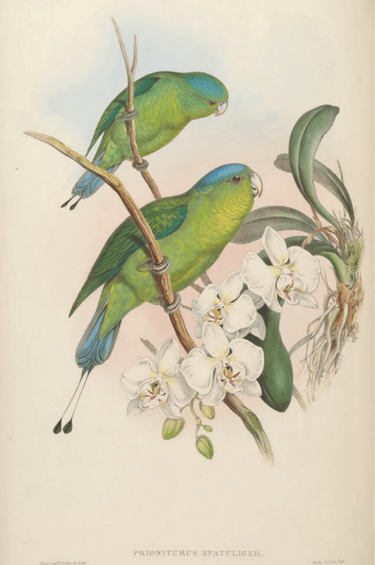 Gould’s Birds of Asia (1883): Blue-crowned Racket-tail