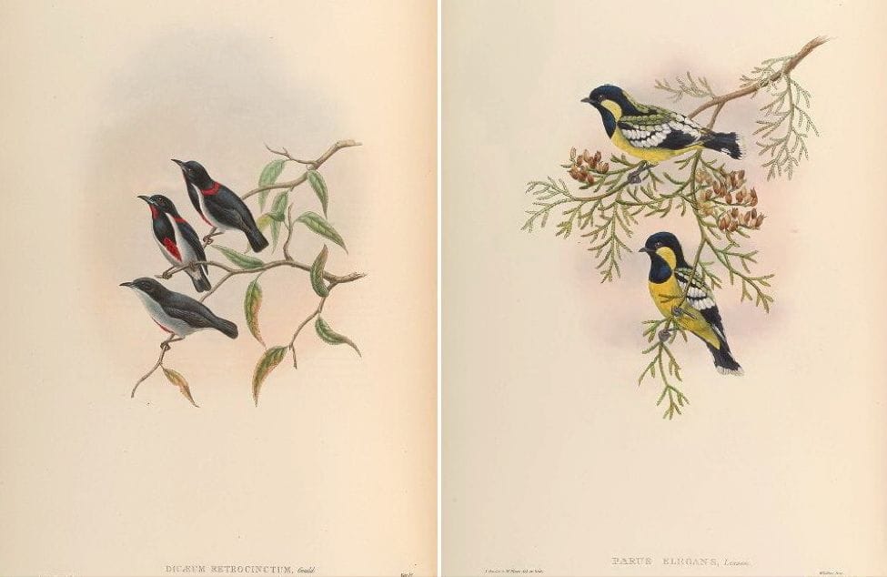 Gould’s Birds of Asia (1883): Scarlet-collared Flowerpecker and Elegant Tit