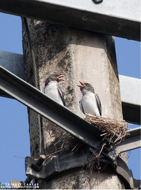 Screen Shot 2015-01-11 at 8.52.02 PM