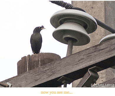 Screen Shot 2015-01-11 at 8.53.18 PM