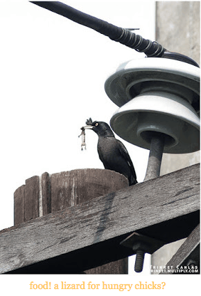 Screen Shot 2015-01-11 at 8.53.50 PM