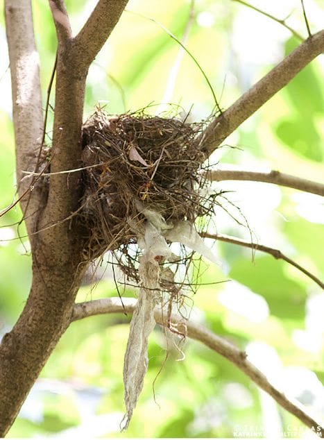 shrike nest