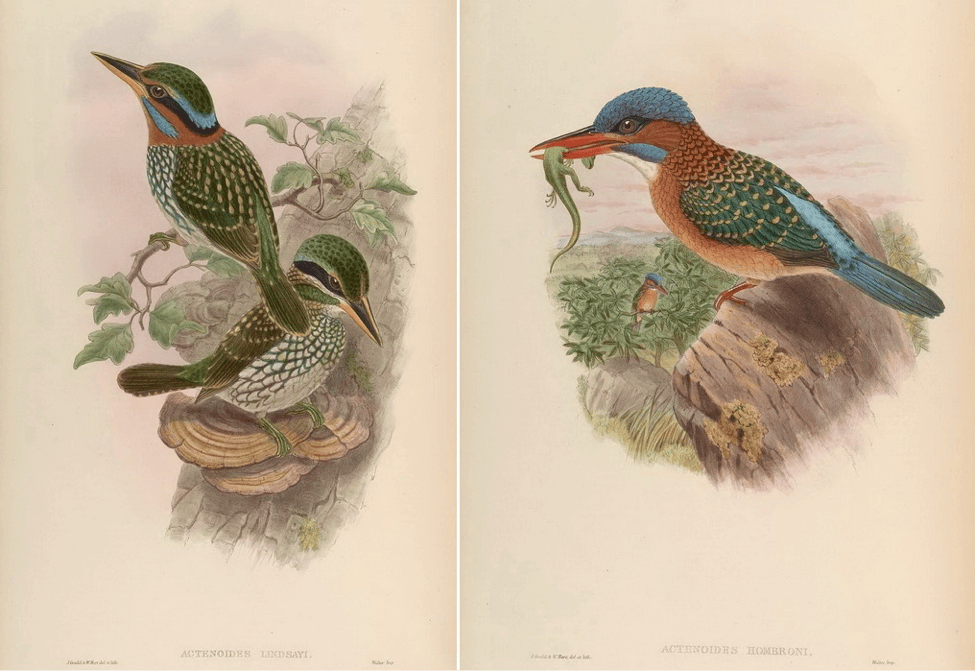 Gould’s Birds of Asia (1883): Spotted Wood-Kingfisher and Blue-capped Wood-Kingfisher