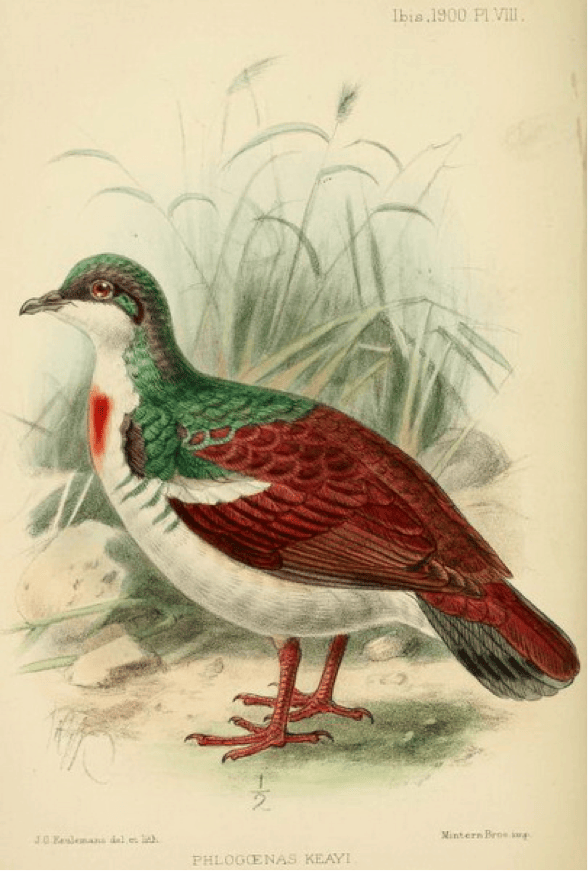 Clarke’s On some birds of the island of Negros (1900): Negros Bleeding-heart