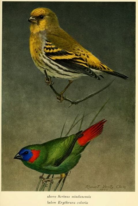 Ripley and Rabor in Postilla (1961): Mountain Serin and Red-eared Parrotfinch 