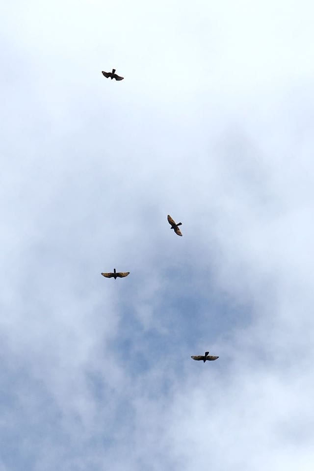 11064613_10152885156409635_5446465310385106307_o