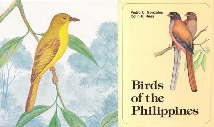 Gonzales and Rees’ Birds of the Philippines (1988): Citrine Canary-Flycatcher and Book Cover 