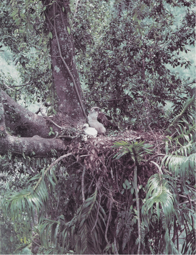 Dickinson et al’s The Birds of the Philippines: Adult female Philippine Eagle with 40-day old eaglet at Magpet, North Cotabato, March 1979