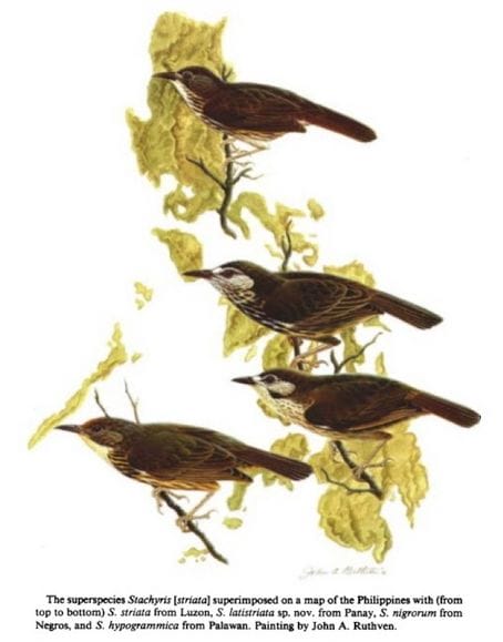 Gonzales and Kennedy in Wilson Bulletin (1990): the Striped Babblers