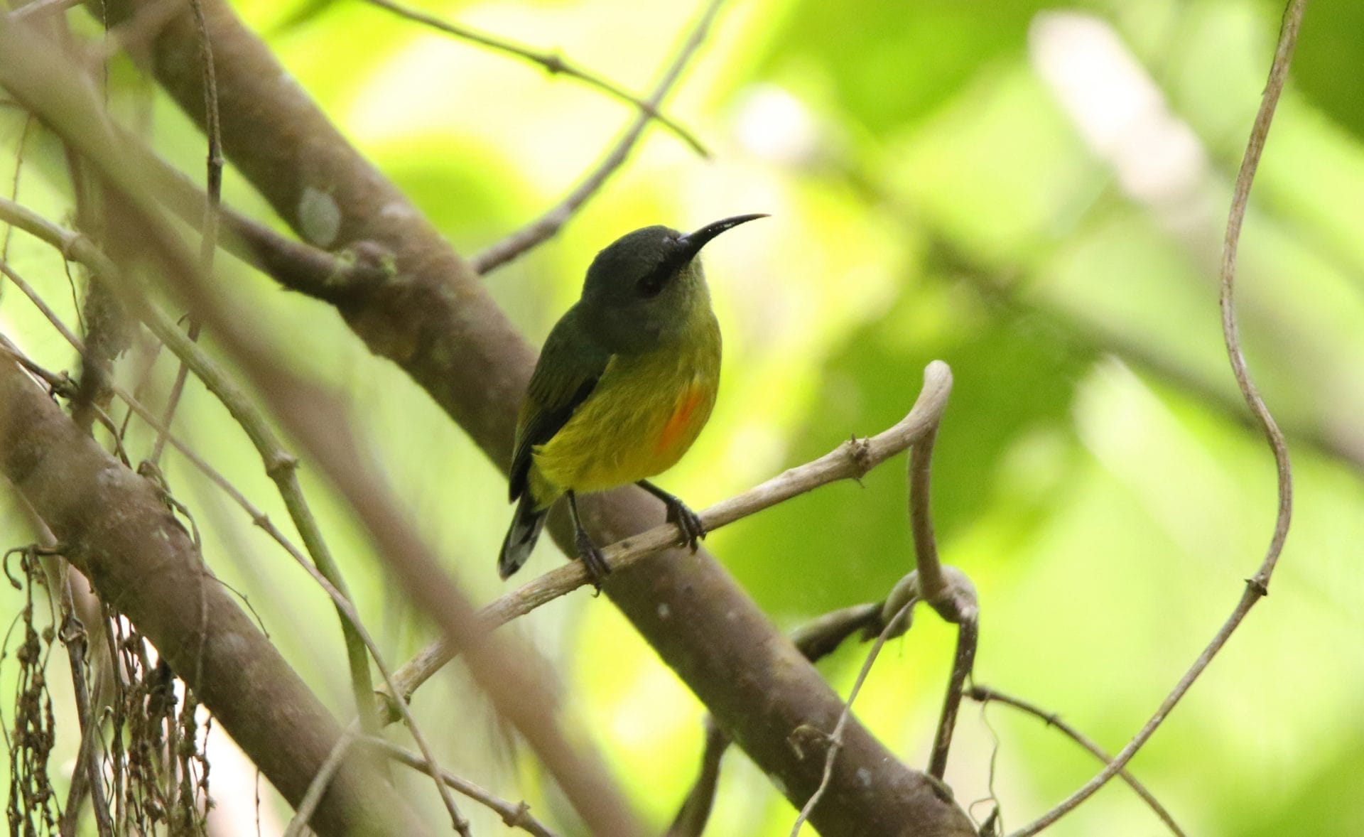 Lina's Sunbird, female. Photo by Pete Simpson.