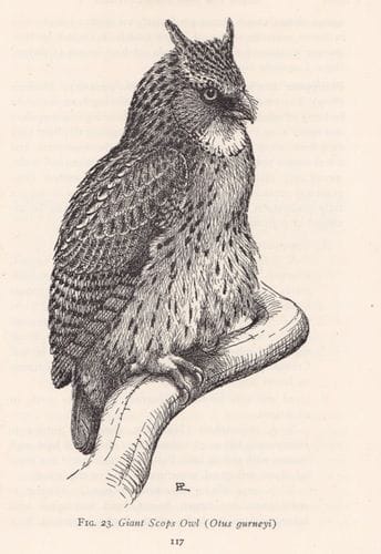 Delacour and Mayr’s Birds of the Philippines (1946): Giant Scops-Owl