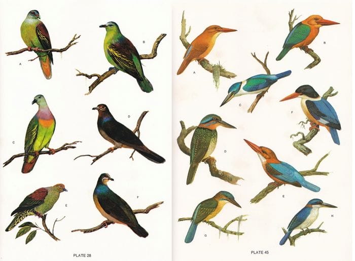 Dupont’s Philippine Birds typical illustration pages