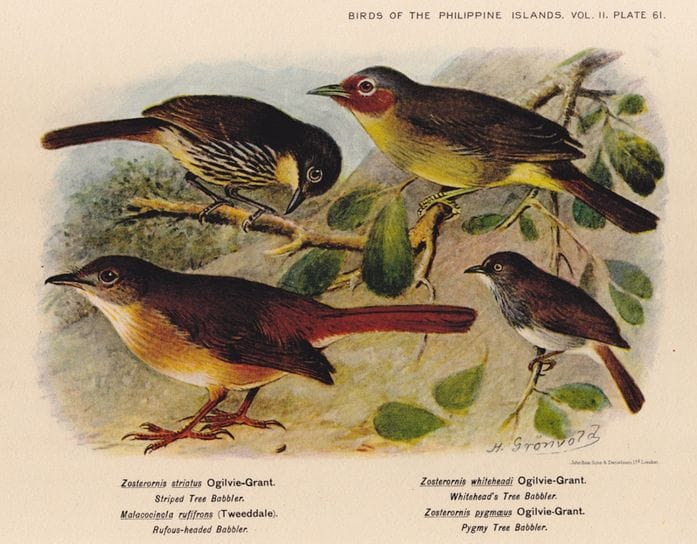 Hachisuka’s Birds of the Philippines (1931): Luzon Striped Babbler, Chestnut-faced Babbler, Melodious Babbler and Visayan Pygmy Babbler