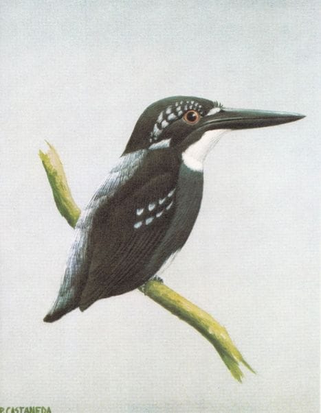 Castañeda’s Portfolio of Philippine Birds (1977): Silvery Kingfisher