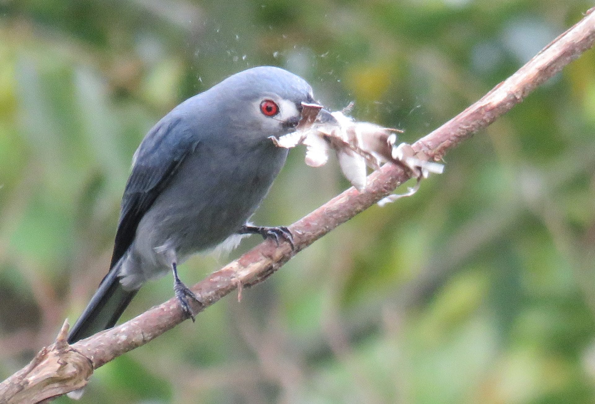 Ashy Drongo with moth. Photo by Randy Weisser.