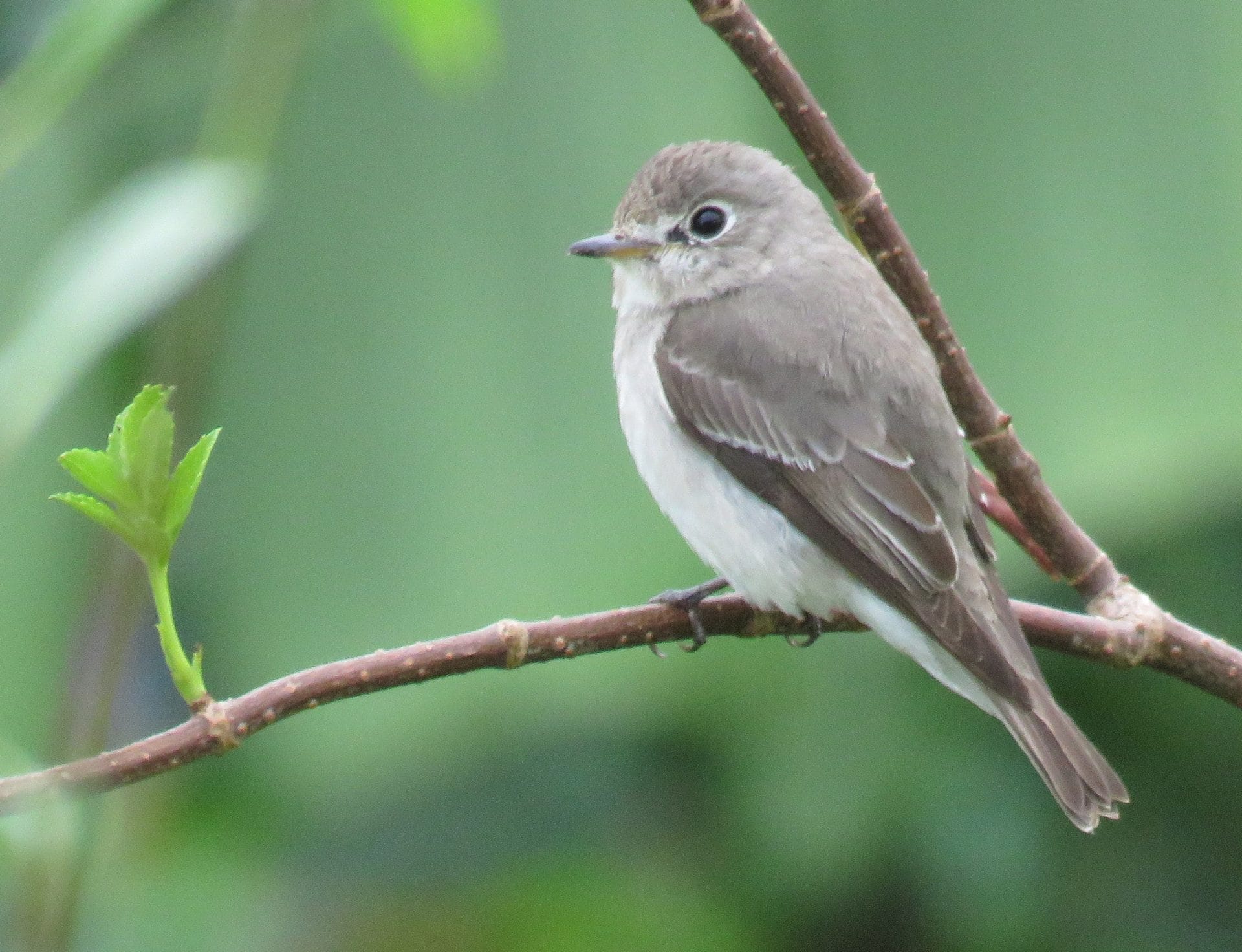 Asian Brown Flycatcher. Photo by Randy Weisser.