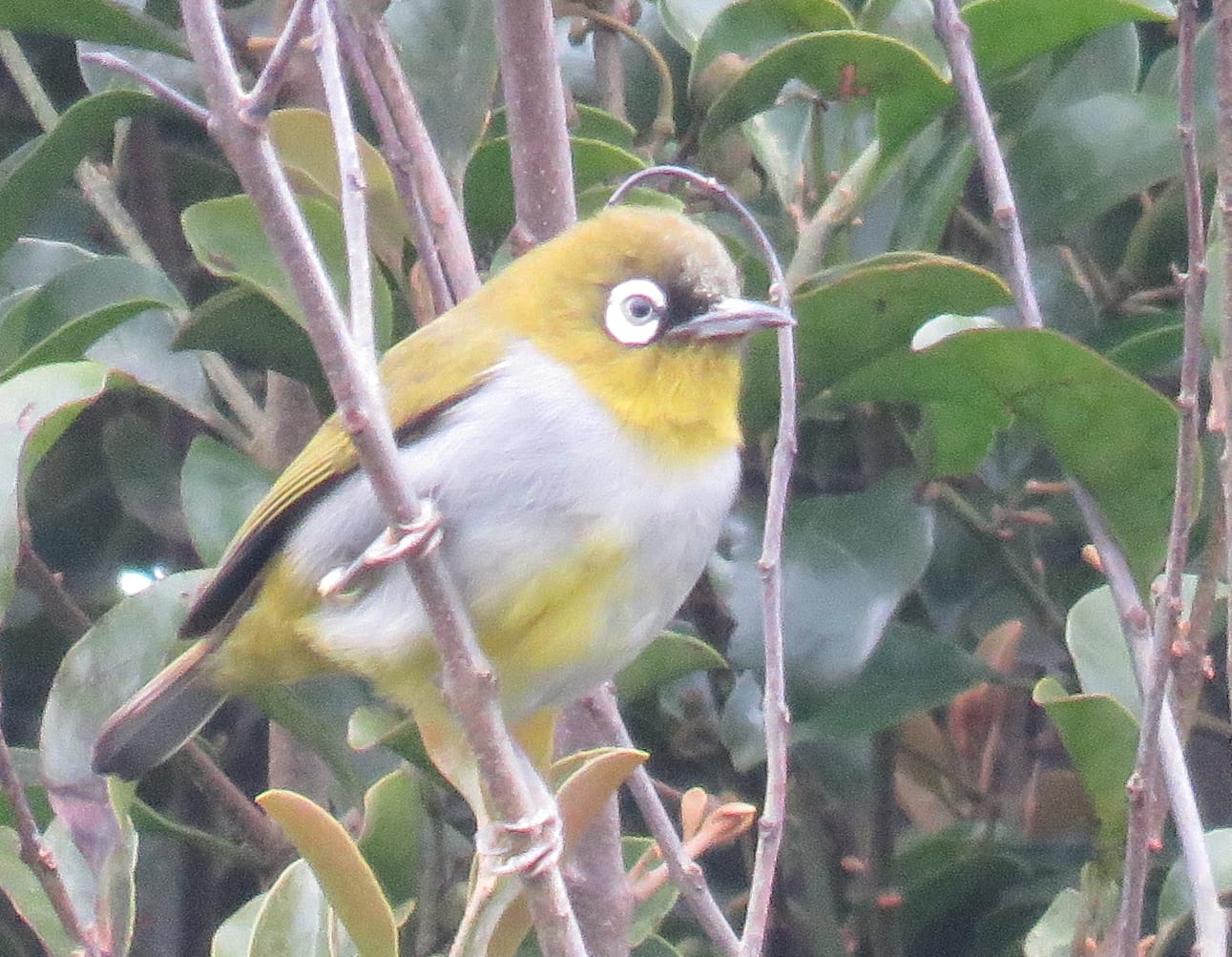 Black-capped White-Eye. hoto by Randy Weisser.