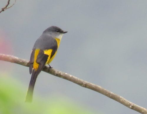 Grey-chinned Minivet. Photo by Randy Weisser.