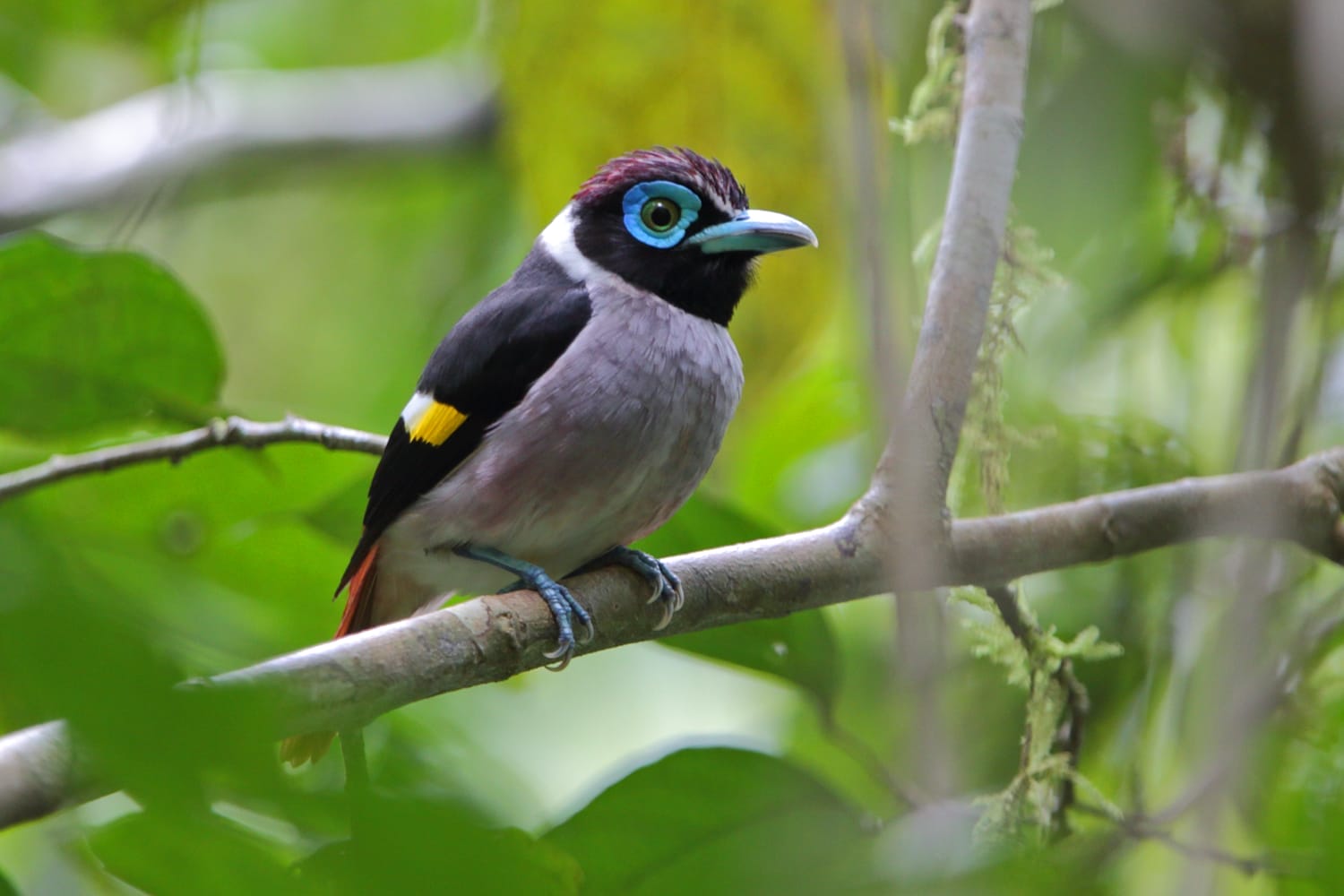 Mindanao Wattled Broadbill by Rob Hutchinson