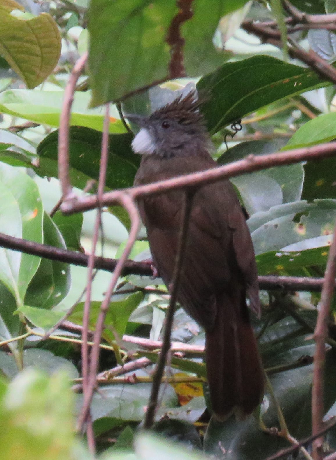 Ochraceus Bulbul. Photo by Randy Weisser.
