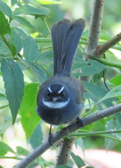 White-throated Fantail. Photo by Randy Weisser.