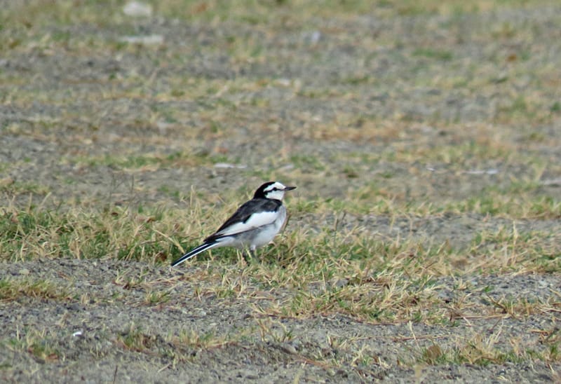 We counted 27 White Wagtails on a parking lot just outside Laoag City. [Photo by Tin Telesforo]
