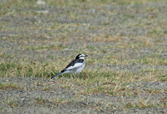 We counted 27 White Wagtails on a parking lot just outside Laoag City. [Photo by Tin Telesforo]